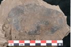 Foto (Detailansicht) von Juglans acuminata Braun (NHMW-GEO-2024-0188-8029)